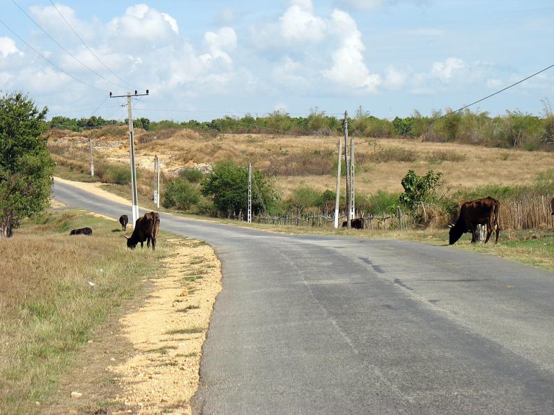 IMG_0359.jpg - meuh... route de La Boca à Trinidad