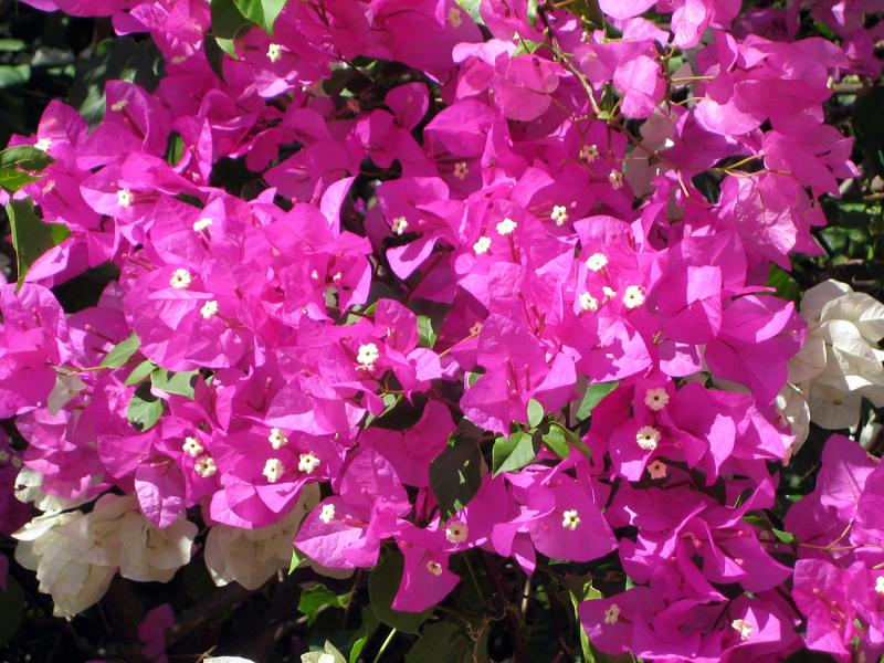 IMG_8869.jpg - Bougainvillier