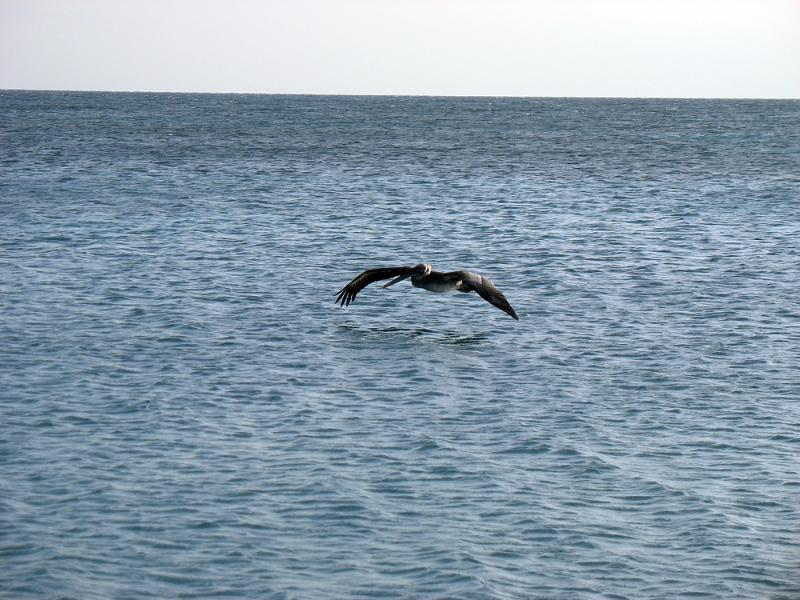 IMG_8950.jpg - pélican