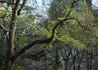 New York - 30 mars - 1 avril 2012  Les arbres sont très en avance ici