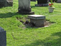 Nice ground dwelling.