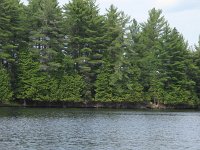 Eaten by dear in winter.