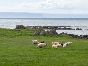 IMG_9443r Hvitserkur