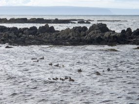 IMG_9449r Hvitserkur