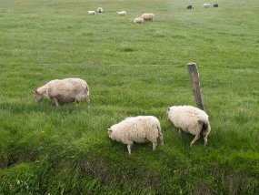 IMG_9455r Hvitserkur