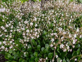 IMG_9206r Jardin Botanique de Akureyri