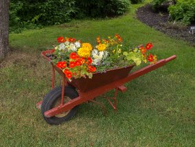 IMG_9229r Jardin Botanique de Akureyri