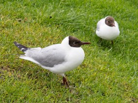 IMG_9287r Des mouettes à têtes brunes