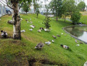 IMG_9288r Bassin de canards devant la piscine publique de Akureyri - Sundlaug Akureyrar