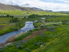 IMG_0667r Route de Þingvallavegur. Paysage près de Æsustaðavegur
