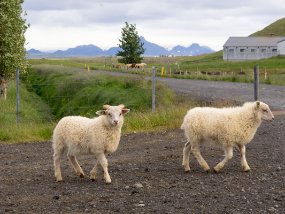 IMG_5940r Beaucoup de moutons sur les routes ici. Il faut être prudent.