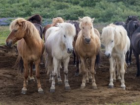 IMG_5947r Wow! Ils sont beaux!