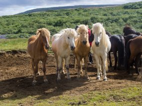 IMG_5955r On croise un groupe de chevaux islandais sur le bord de la route. Un groupe qui va faire de l'équitation.