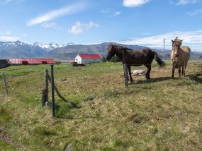 IMG_7849r Ferme Brekka í Lóni