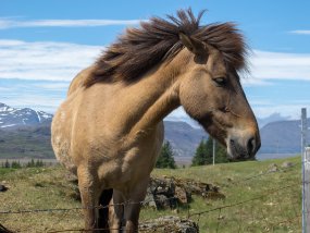 IMG_7852r Ferme Brekka í Lóni