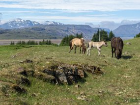 IMG_7871r Ferme Brekka í Lóni
