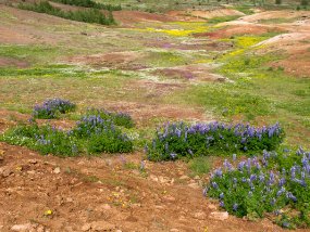 IMG_5738r Geyser Strokkur à Geysir - le peak de la floraison