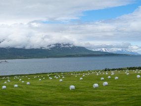 IMG_9008r Champs près de Akureyri - Fjord de Eyjafjörður