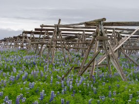 IMG_8548r Racks pour le séchage du poisson (morue) à Húsavík - Wikipedia: Húsavík is a town in Norðurþing municipality on the north coast of Iceland on the shores of...