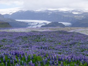 IMG_6594r Océan de Lupins sur la route près de Skógafoss.