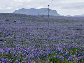 IMG_6611r WOW! Dommage que Lynn ne soit pas là pour voir ça.