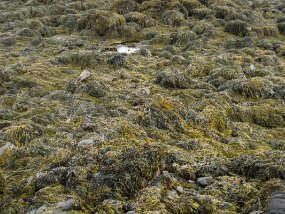 IMG_0520r Ytri Tunga