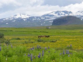 IMG_9788r champs près de Kirkjufellsfoss