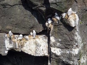 IMG_0135r Arnarstapi