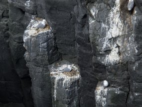 IMG_0178r Sur un roc perché - Arnarstapi