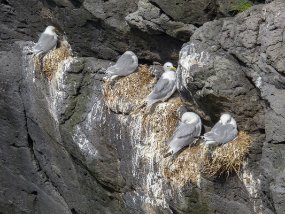 IMG_0186r Arnarstapi