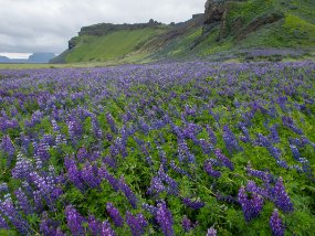 IMG_7168r Lupins à Hjörleifshöfði. Wikipedia: Hjörleifshöfði is a 221 m-high inselberg in southern Iceland. It consists of palagonite. The mountain is located on the...