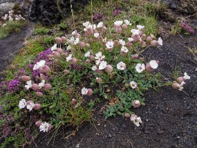 IMG_7199r Pas beaucoup d'arbres ici mais toutes sortes de plantes en pleine floraison.