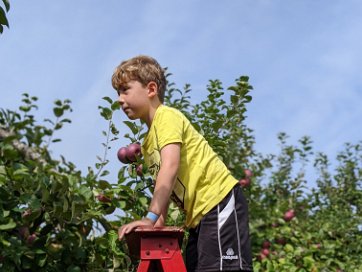 Feuilles d'automne et cueuillette de pommes