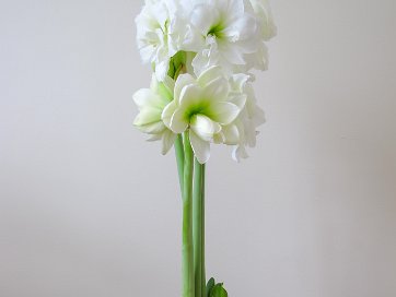 Lynn's flower and veggy garden