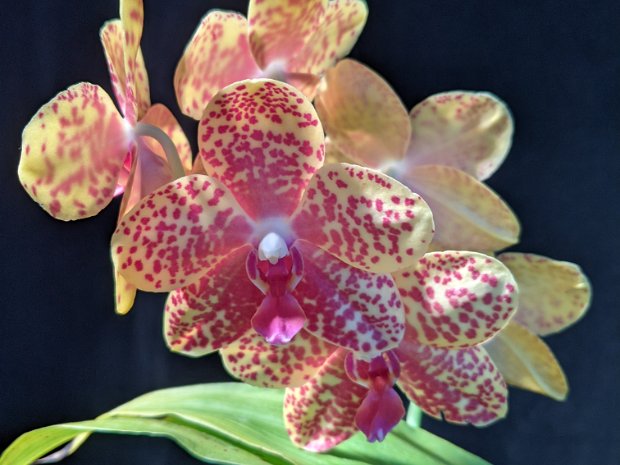 Exposition d'orchidées